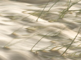 Grasses Bend in the Muddy Waters of the Little Missouri River