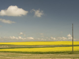 Field of Canola Plants with Yellow Flowers Shot in the Grasslands