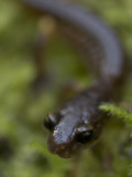 A Close Up of a California Newt  Taricha Torosa