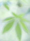 Close Up of New Leaves Emerging in Spring in Western Yosemite