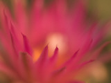 Close Up of the Petals of the Purple Pincushion Cactus Flower