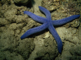 A Close View of a Blue Sea Star  Linckia Laevigata  on the Sea Floor