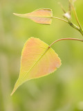 Close Up of New Leaves Growing on a Plains Cottonwood Tree
