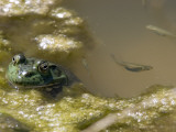 A Bullfrog  Rana Catesbeiana  and Mosquito Fish in a Pond