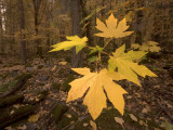 A Bigleaf Maple Stem Shot at Sunset in Autumn
