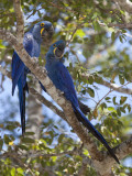 Pair of Hyacinth Macaws  Anodorhynchus Hyacinthinus  in a Tree