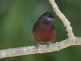 Female Silver-Beaked Tanager  Ramphocelus Carbo  Perched on Branch