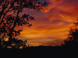 Silhouetted Tree and Blazing Sky at Sunset over Blue Ridge Mountains