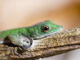 A Gecko on a Branch