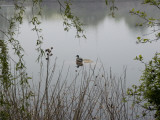 A Male Mallard Duck Resting on a Rock in a Still Pond