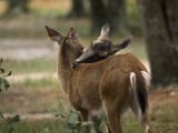 A Pair of Deer Nuzzle in the Okefenokee Swamp