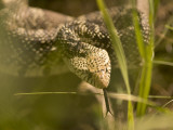 A Bull Snake Hides in the Little Missouri National Grasslands