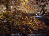 Kayaker on the Nantahala River Seen Through Birch Tree Branches