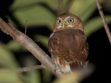 A Ferruginous Pygmy Owl  Glaucidium Brasilianum  on a Tree Branch