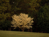 Blooming Dogwood Tree at the Edge of a Forest