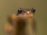 A Close Up of a California Newt  Taricha Torosa