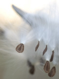 Close Up of Milkweed Seeds Shot Near Cook's Meadow in Yosemite Valley