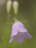Close Up of Dew Drops on a Bluebell Flower Shot in the Grasslands