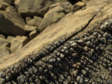 Crystals Covering the Surface of Peridotite  a Mantle Rock in Tablelands  Gros Morne