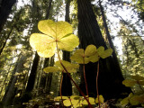 Redwood Sorrel Plants  Oxalis Oregana  in the Forest