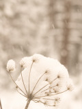 A Plant Accumulates Snow During a Snowstorm in Yosemite Valley