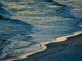 A Great Blue Heron Walking on the Beach