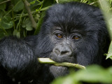 A Juvenile Gorilla Eating a Stalk