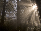 Morning Light in the Forest Mist in Redwood National Park