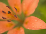 Close Up of a Dew-Covered Western Red Lily Shot in the Grasslands