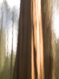 Two Giant Sequoias Capture the Light in the Merced Grove in Yosemite