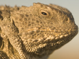 Short-Horned Lizard Found in the Little Missouri National Grasslands