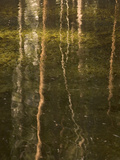 Tree Trunks are Reflected in Yosemite Creek in Yosemite Valley