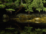 Cedars and Spruces Reflected in the Water of Rose Inlet