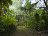 A Path Through a Coconut Grove