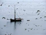 The Shaint Islands are Breeding Grounds for Seabirds