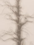 A Burned  Dead Tree Stands in the Foresta Area of Yosemite