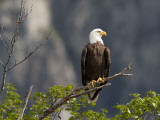 American Bald Eagle  Haliaeetus Leucocephalus  Perched on a Limb