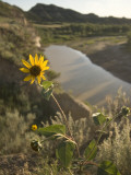Plains Sunflower Grows Near the Little Missouri River