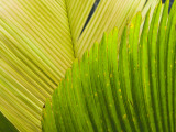 Palm Leaves