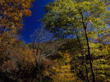 Trees in Autumn Hues on the Mountains Near Whitewater Falls