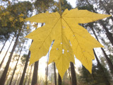 Close Up of Bigleaf Maple Leaf Shot in the Forest in Autumn
