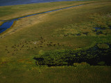 Bison Graze and Rest in the Green of the Peace-Athabasca Delta