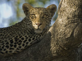 A Leopard in the Okavango Delta Area of Botswana