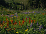 Radiant Summer Blooms Crowd a High Mountain Meadow on the Teton Crest Trail