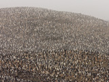 Chinstrap Penguins Breed on Zavodovski  the Largest Colony on Earth