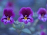 Close Up of Purple Wildflowers Growing in Western Yosemite Park