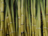 Sugar Cane