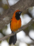 An Orange-Backed Troupial  Icterus Croconotus  Perched in a Tree