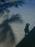 Palm Trees and a Photographer Cast Shadows in the Ocean's Surface