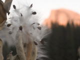 Milkweed Growing in Yosemite Valley with Half Dome in the Background